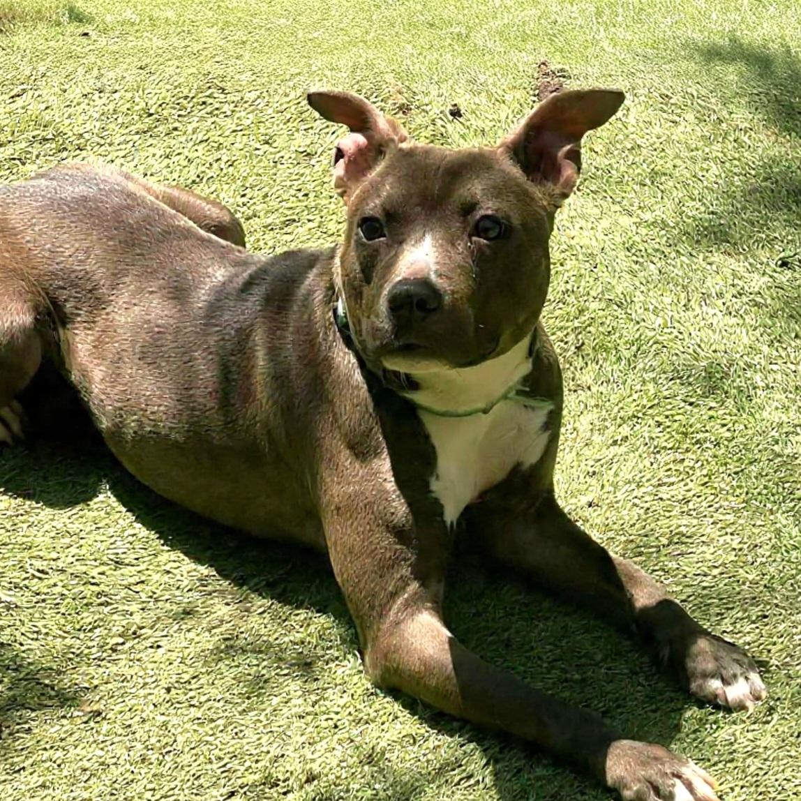 Forrest, Adoptable, Young Male American Bulldog & Boxer.