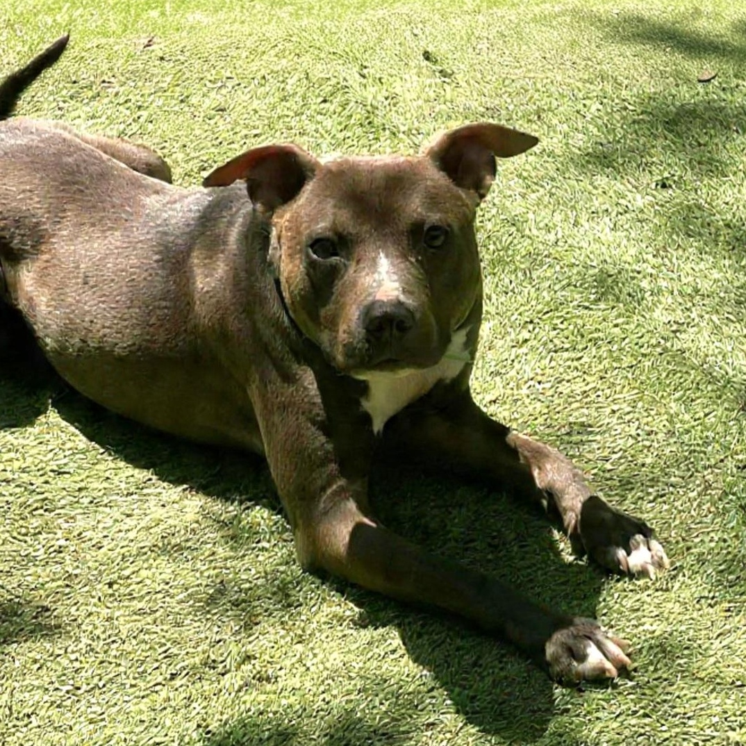 Forrest, a Adoptable mixed breed in Newark, NJ image 5/6