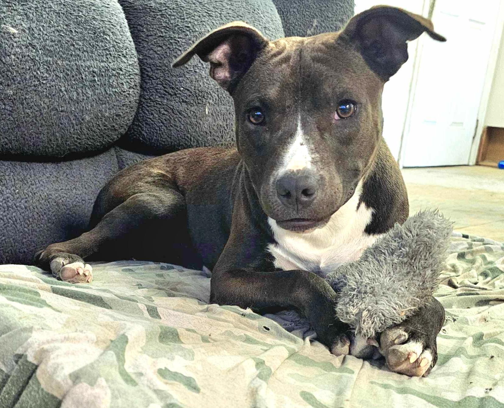 Forrest, a Adoptable mixed breed in Newark, NJ image 3/6