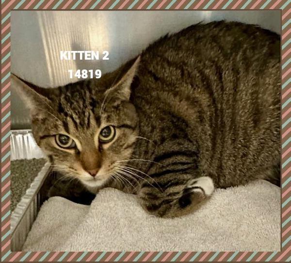 Enlarge Kitten 2(644), a Adoptable mixed breed in Marietta, GA image 1/2