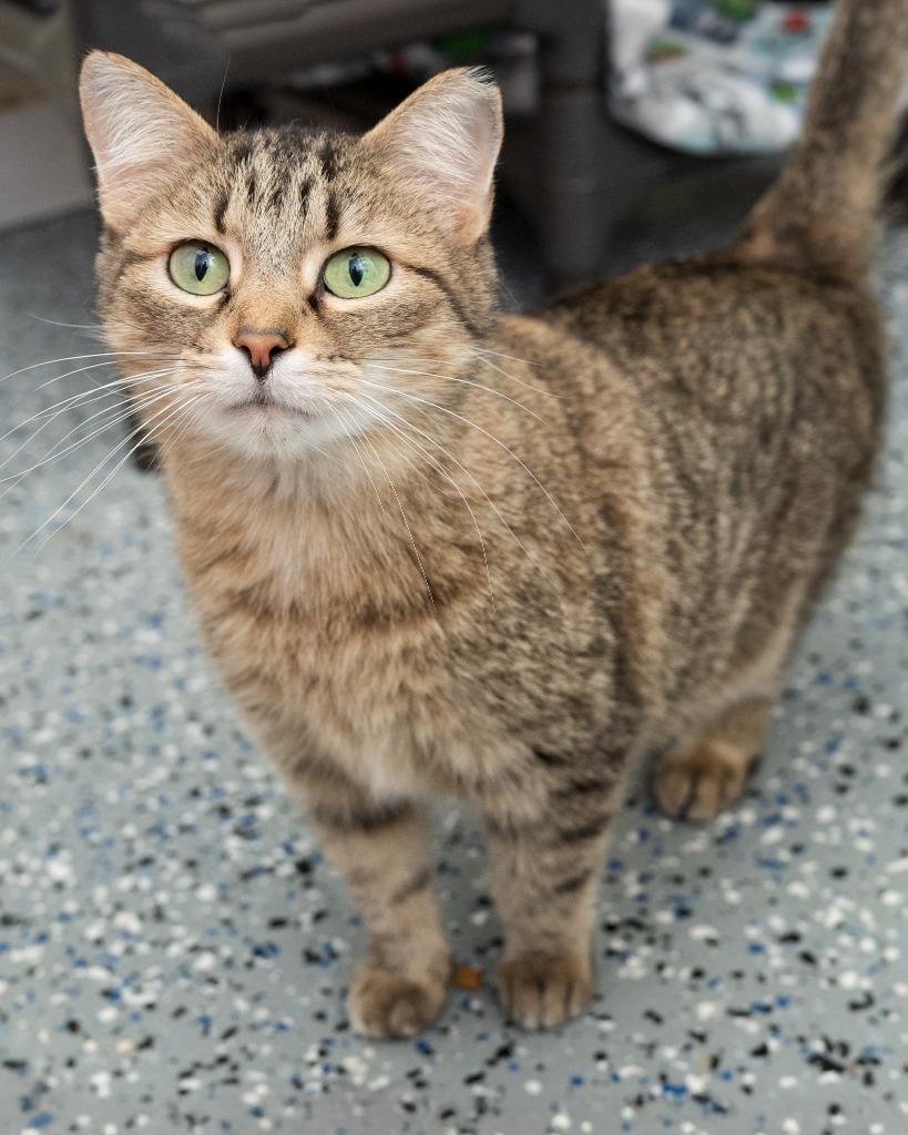 Wise Gal, Adoptable, Young Female Domestic Short Hair.