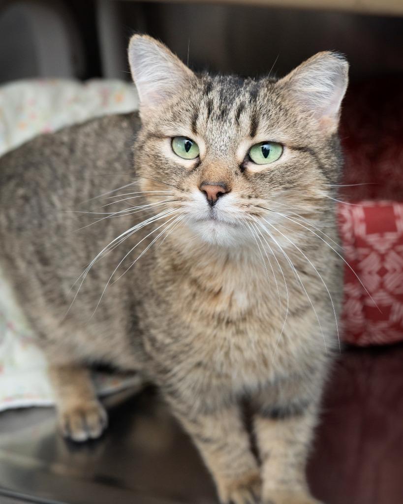 Enlarge Wise Gal, a Adoptable mixed breed in Boone, IA image 1/2