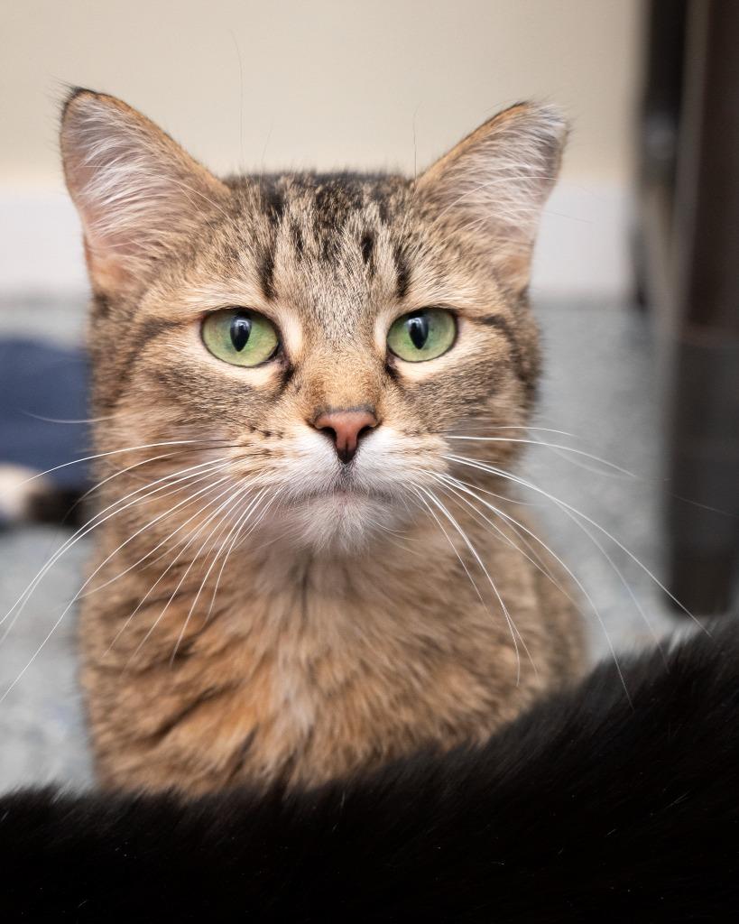 Enlarge Wise Gal, a Adoptable mixed breed in Boone, IA image 2/3