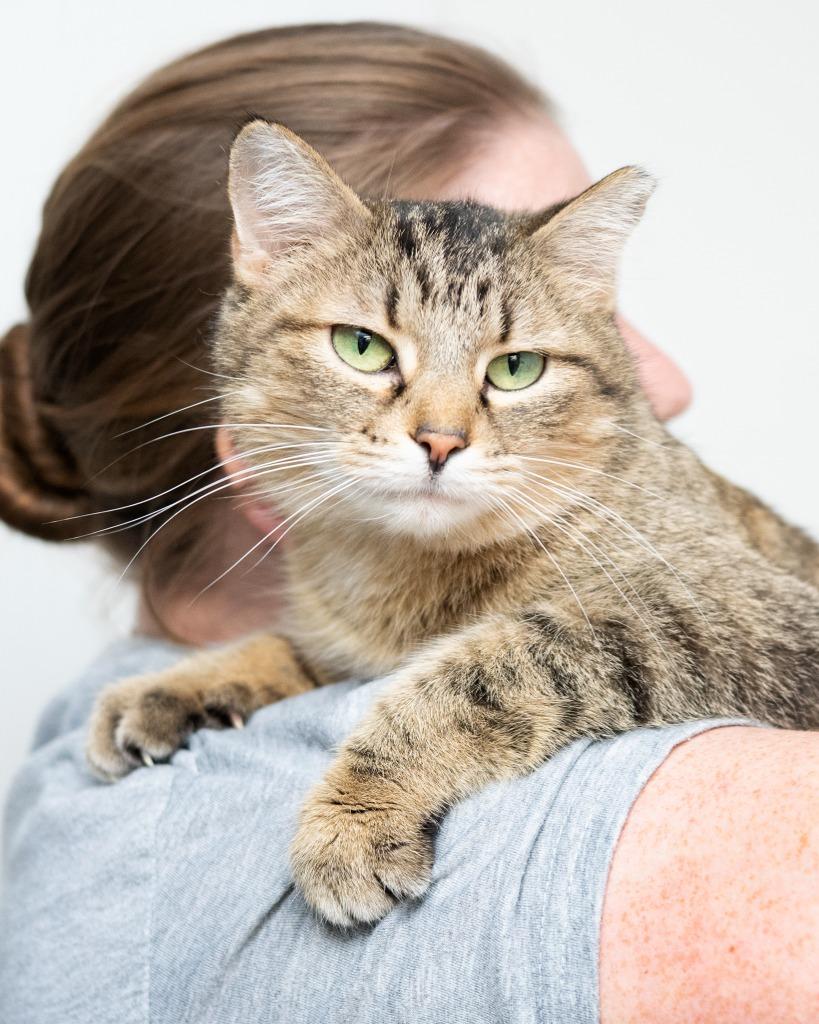 Enlarge Wise Gal, a Adoptable mixed breed in Boone, IA image 2/2