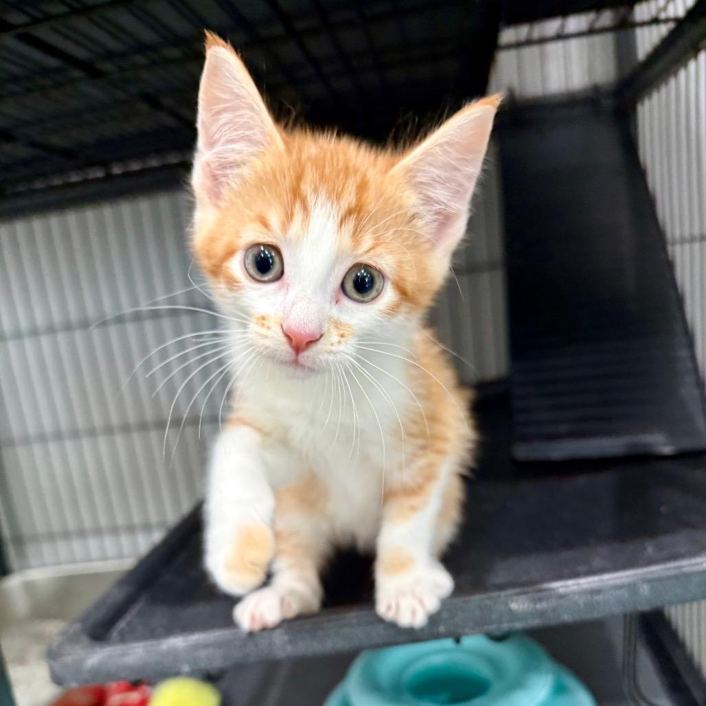 Mochi, Adoptable, Kitten Male Domestic Short Hair.