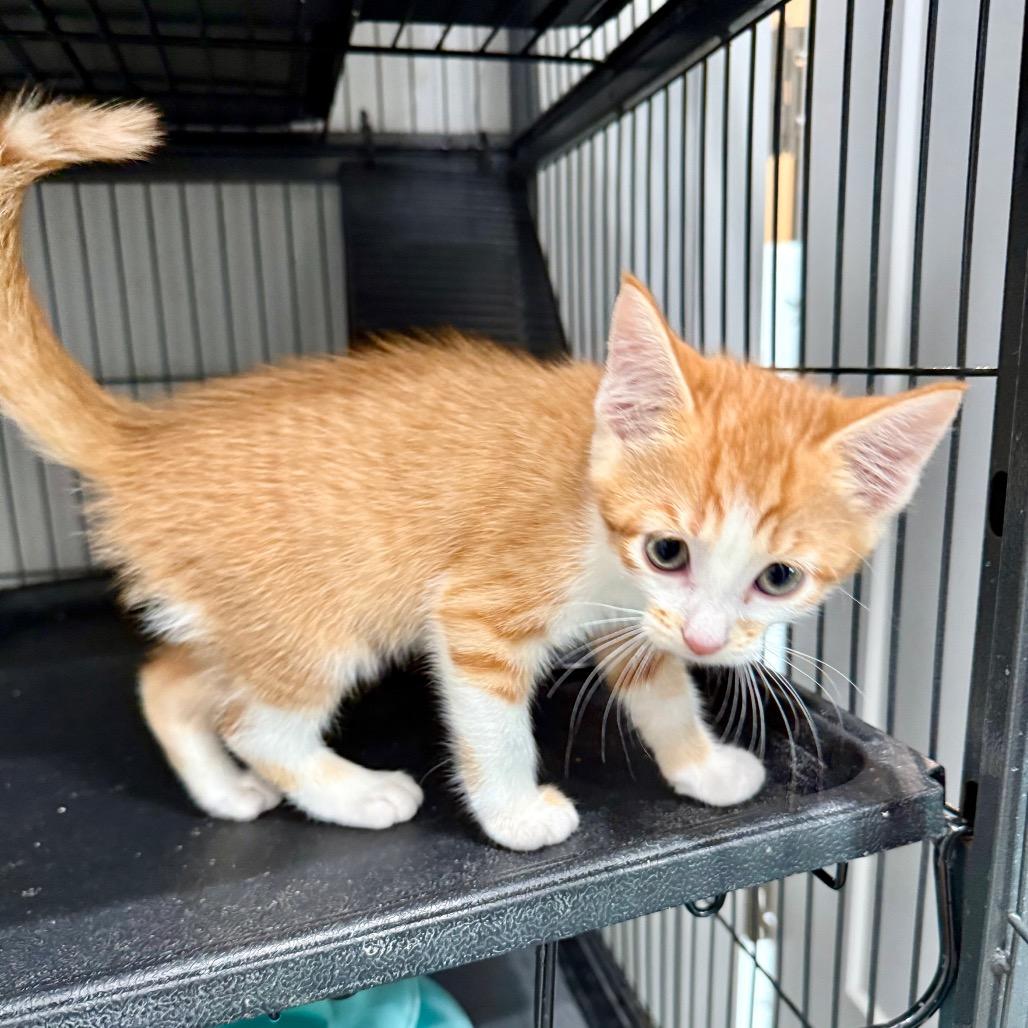 Enlarge Mochi, a Adoptable Domestic Short Hair in Bradenton, FL image 2/2