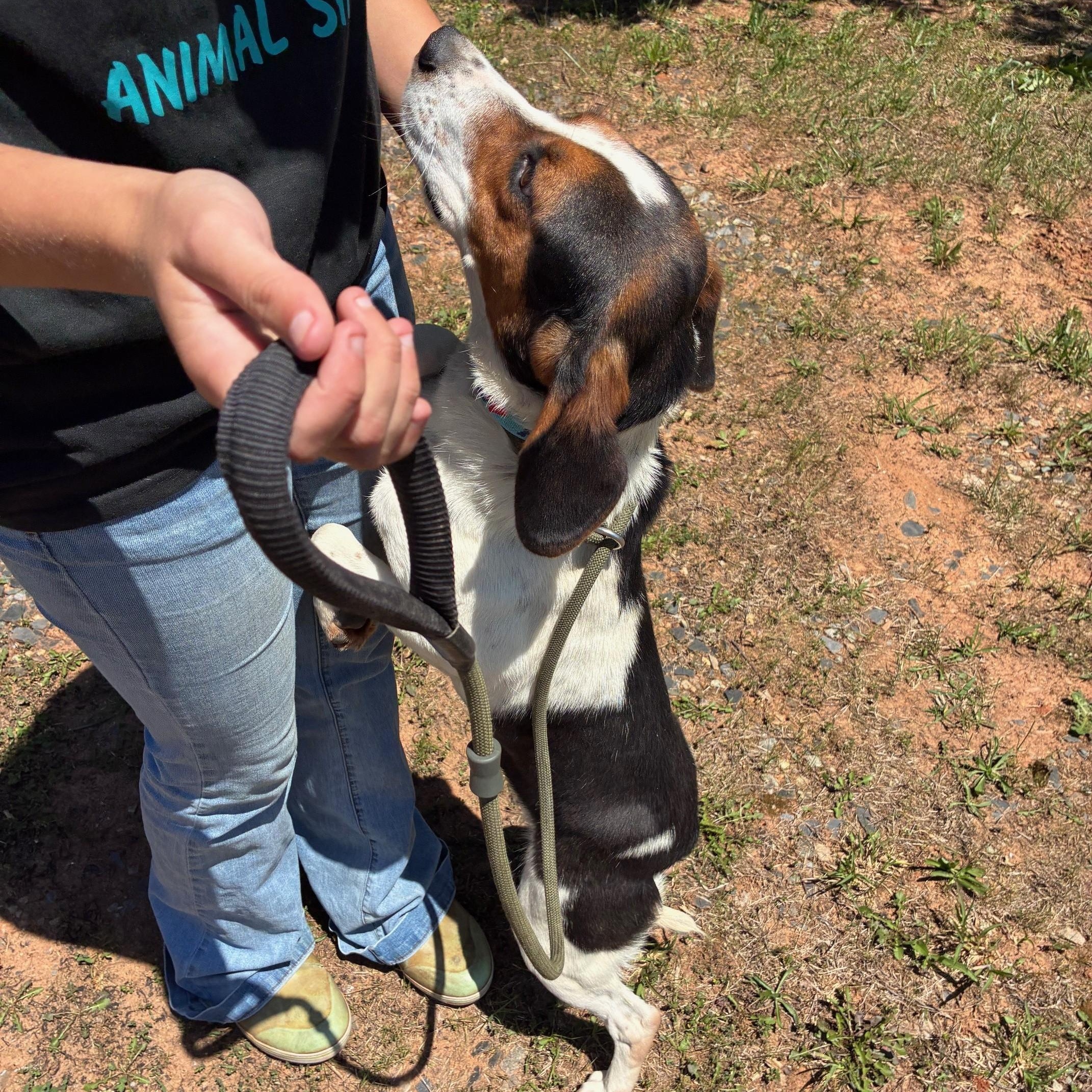 Chief, a ADOPTABLE mixed breed in Cumberland , VA image 2/4
