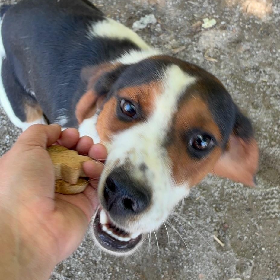 Chief, a ADOPTABLE mixed breed in Cumberland , VA image 3/4