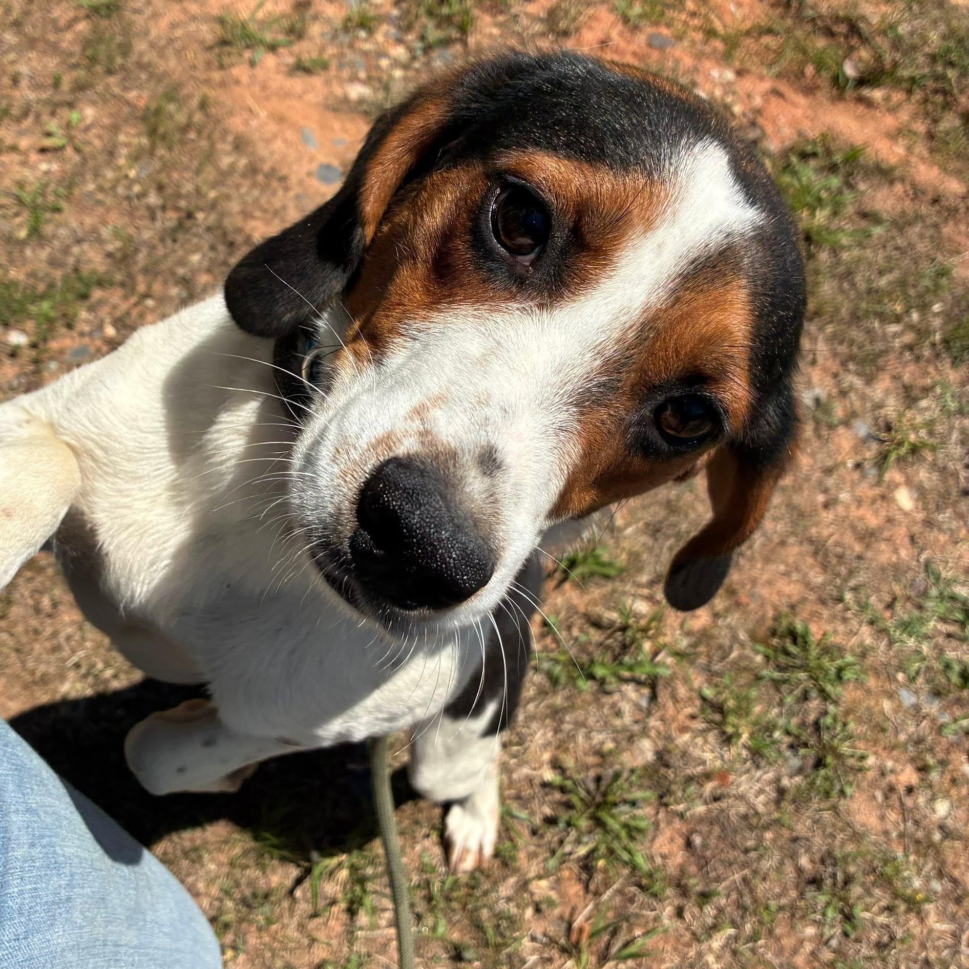 Chief, a ADOPTABLE mixed breed in Cumberland , VA image 1/4