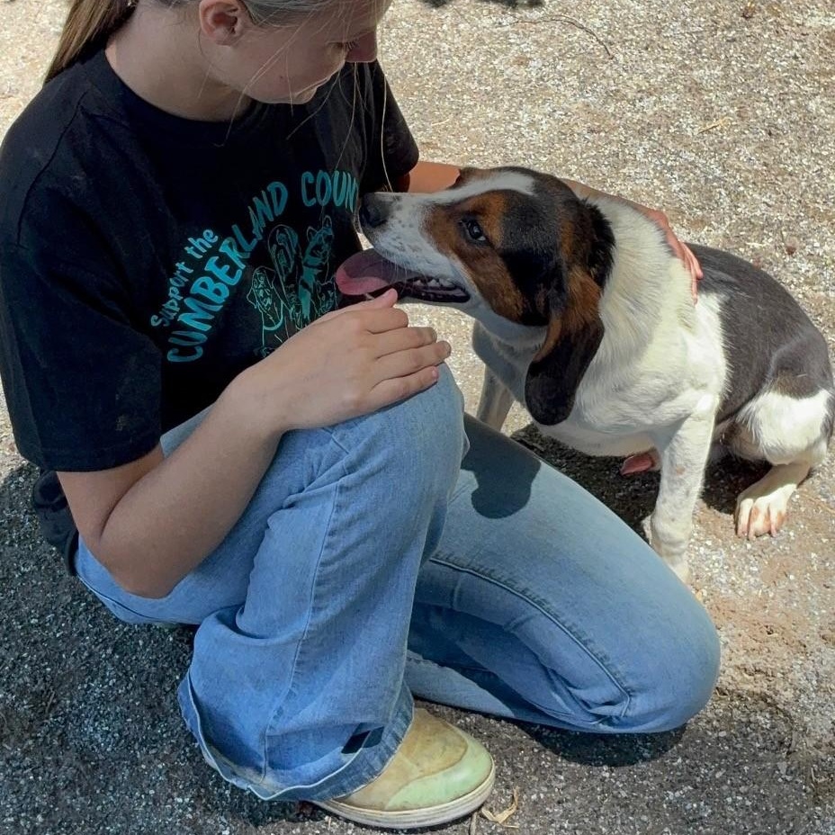 Chief, a ADOPTABLE mixed breed in Cumberland , VA image 4/4