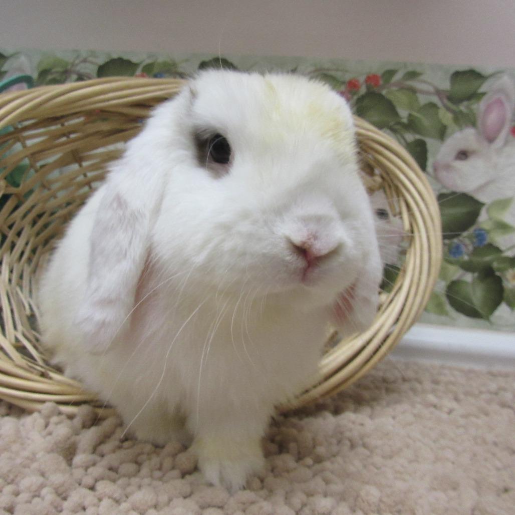 Damien, Adoptable, Young Male Mini Lop.