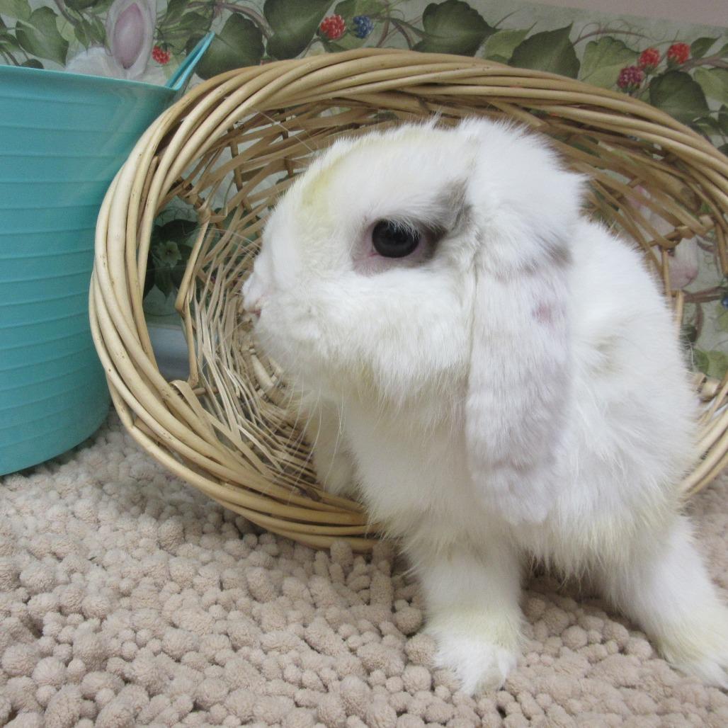Enlarge Damien, a Adoptable Mini Lop in Newport, PA image 2/4