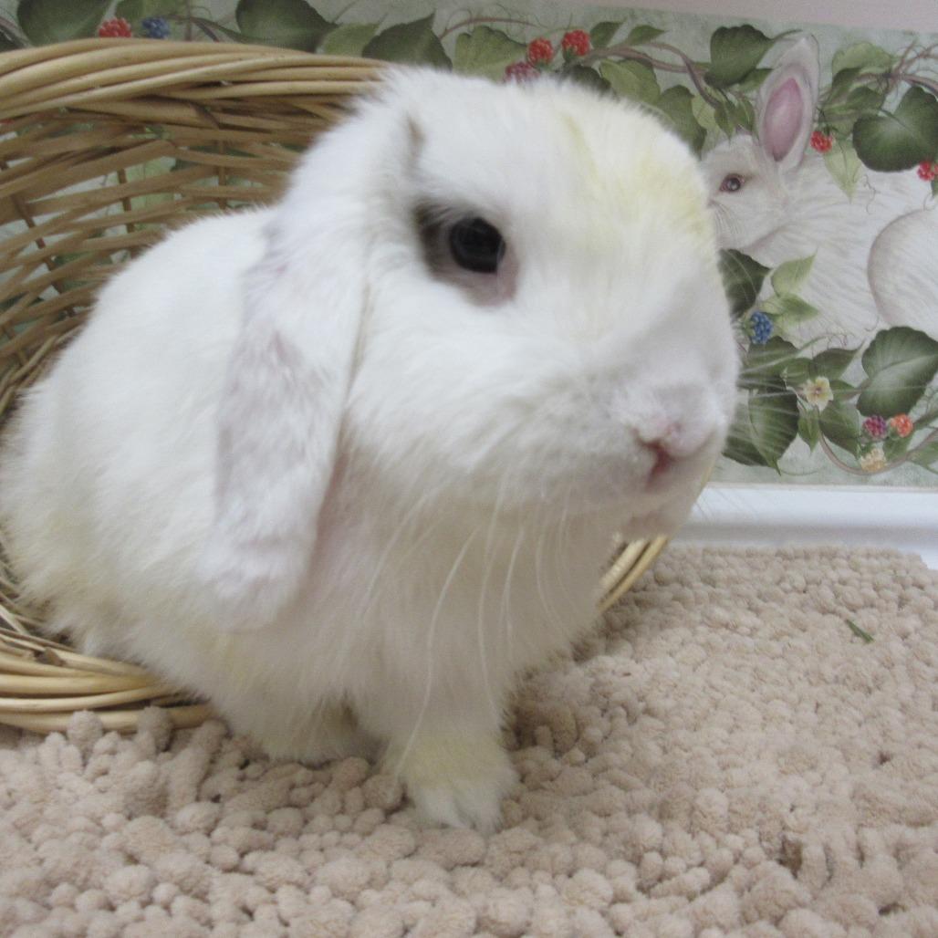 Enlarge Damien, a Adoptable Mini Lop in Newport, PA image 3/4