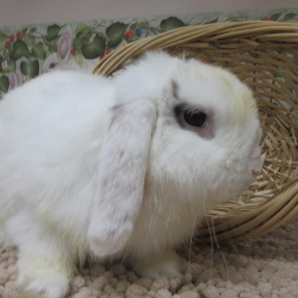 Enlarge Damien, a Adoptable Mini Lop in Newport, PA image 4/4