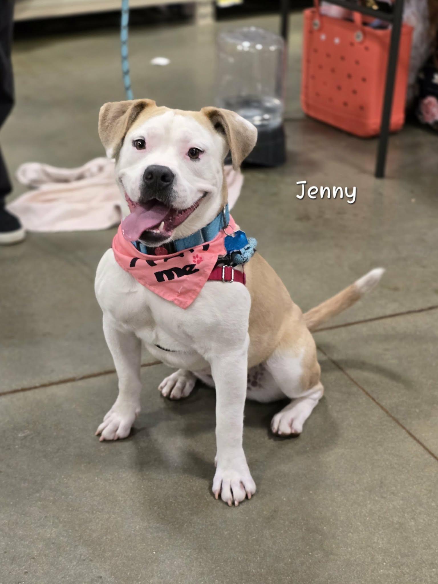Enlarge Jenny, a Adoptable mixed breed in Bishop, GA image 4/6