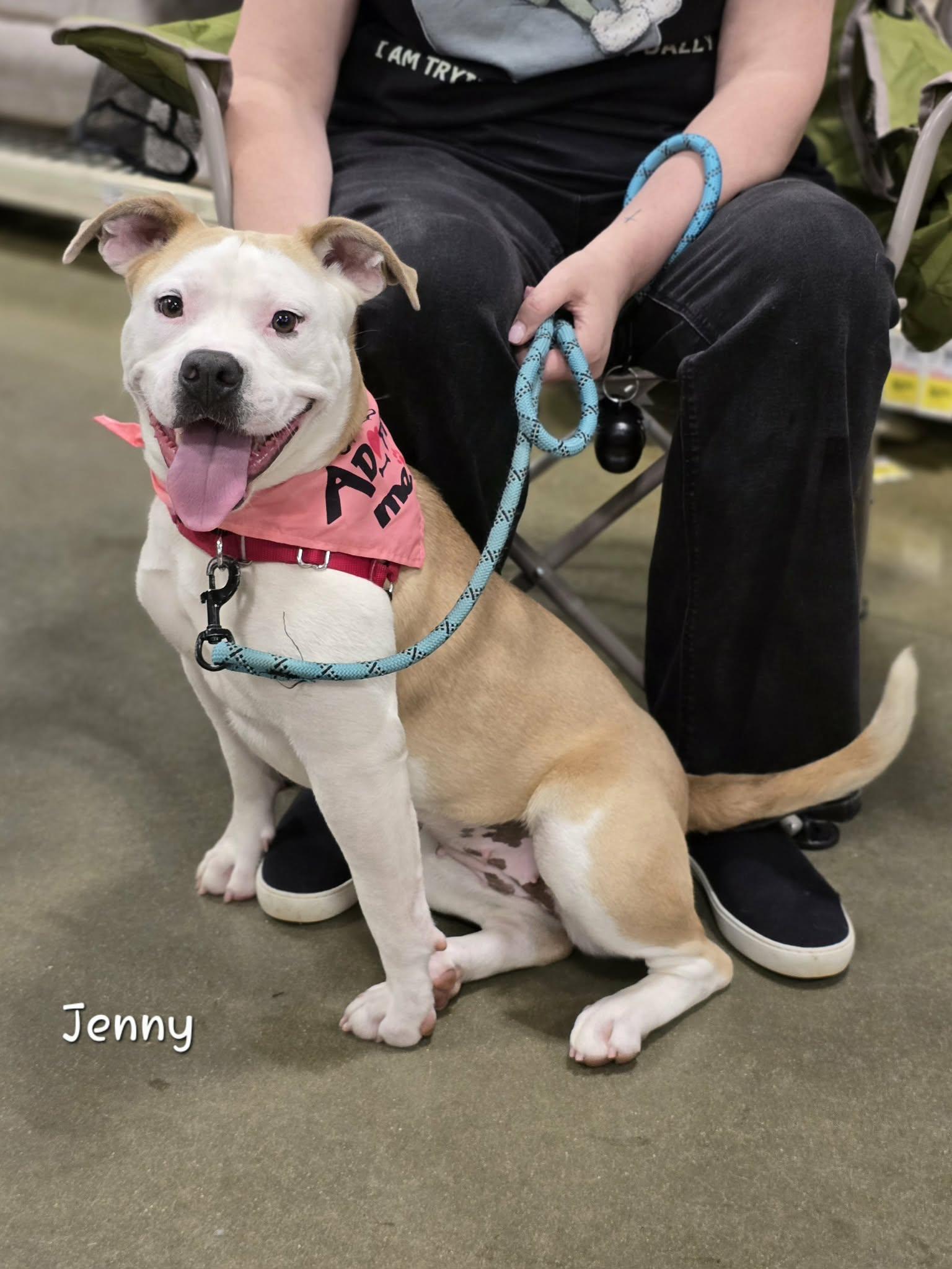 Enlarge Jenny, a Adoptable mixed breed in Bishop, GA image 5/6