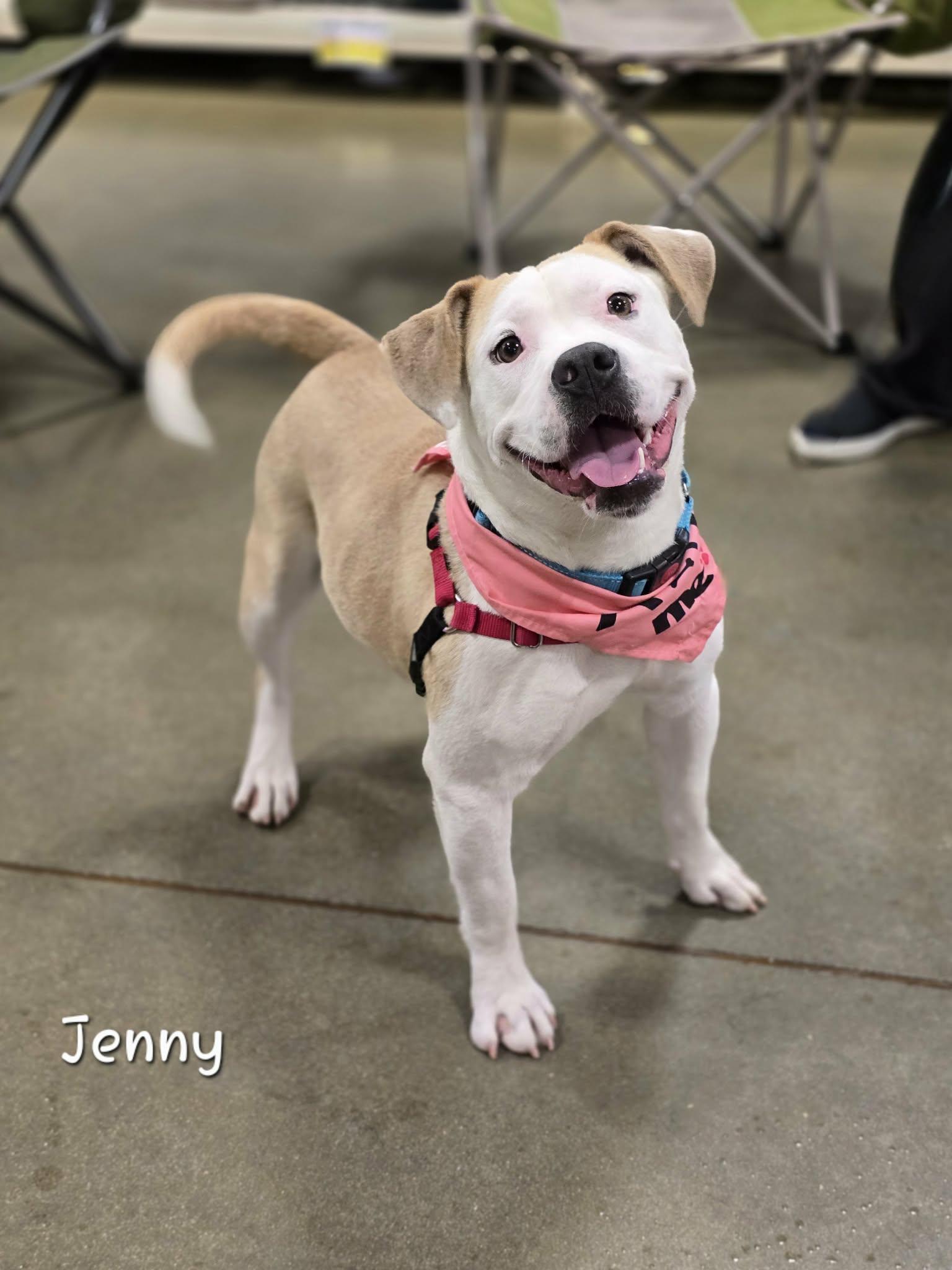 Enlarge Jenny, a Adoptable mixed breed in Bishop, GA image 1/6