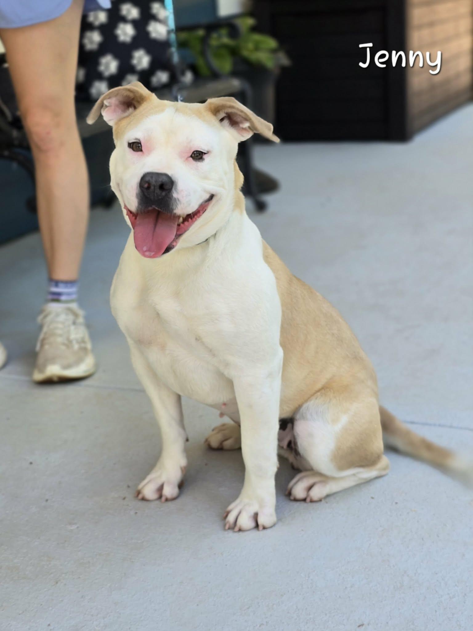 Enlarge Jenny, a Adoptable mixed breed in Bishop, GA image 3/6