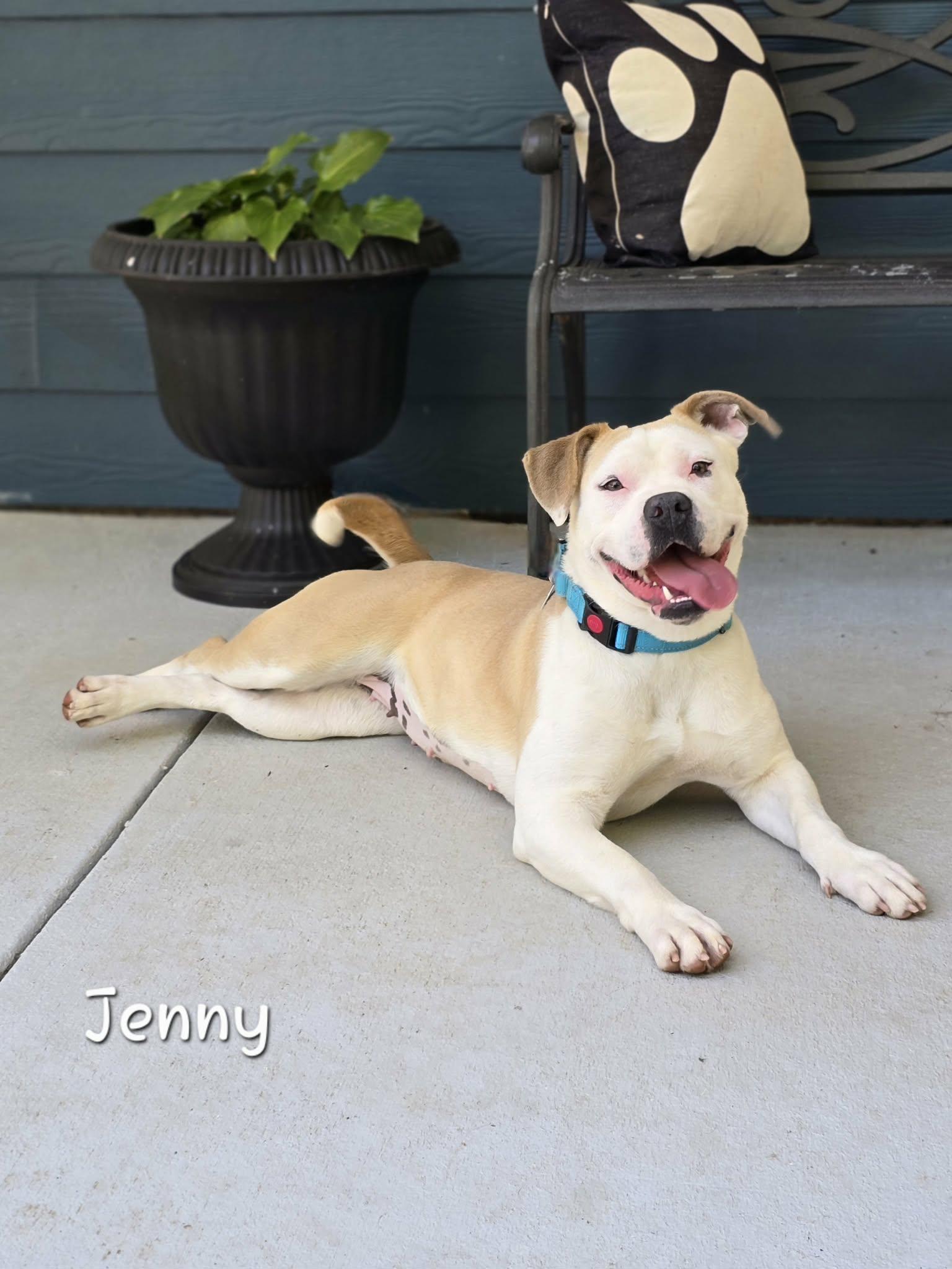 Enlarge Jenny, a Adoptable mixed breed in Bishop, GA image 1/6