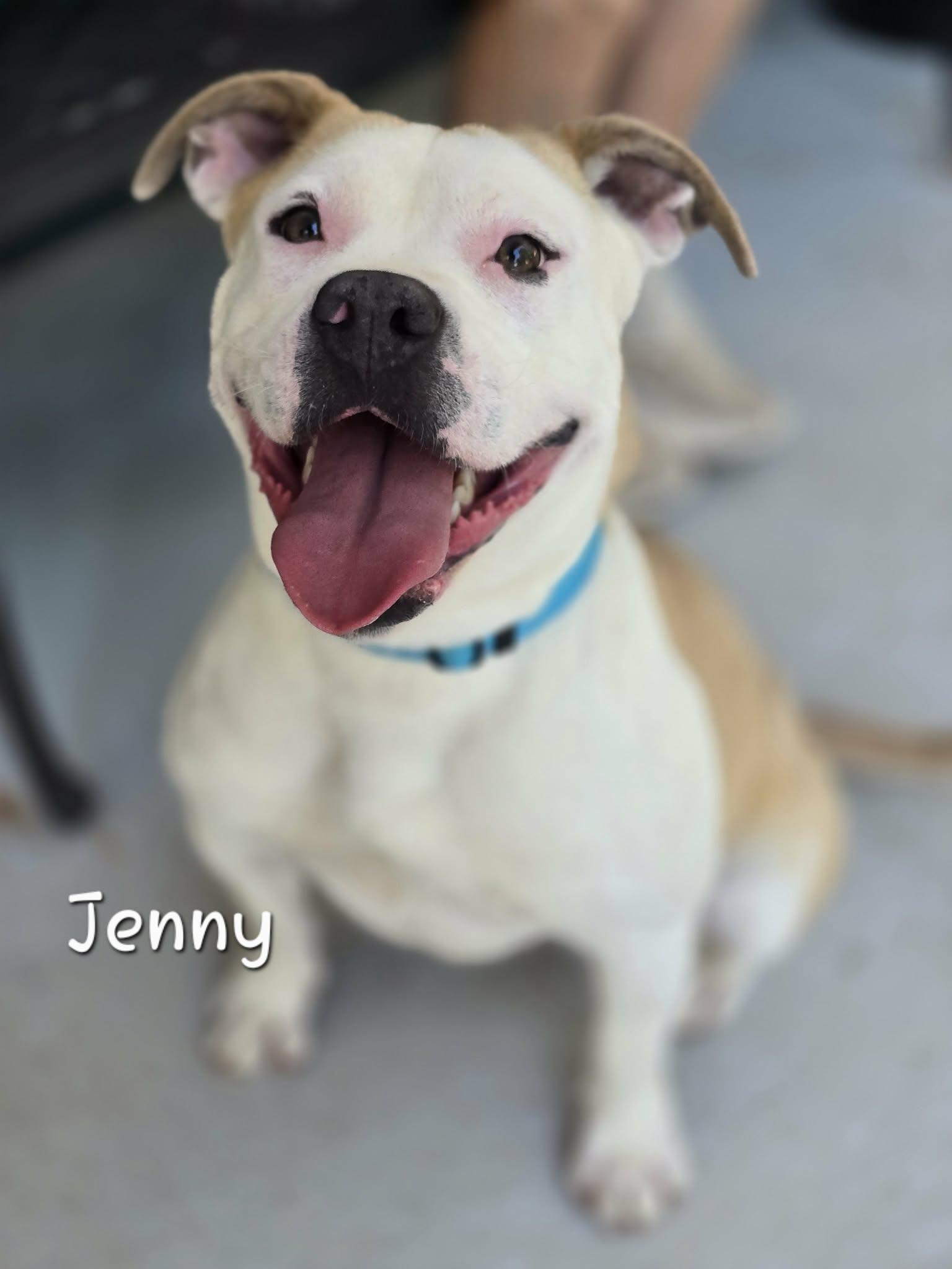 Enlarge Jenny, a Adoptable mixed breed in Bishop, GA image 5/6