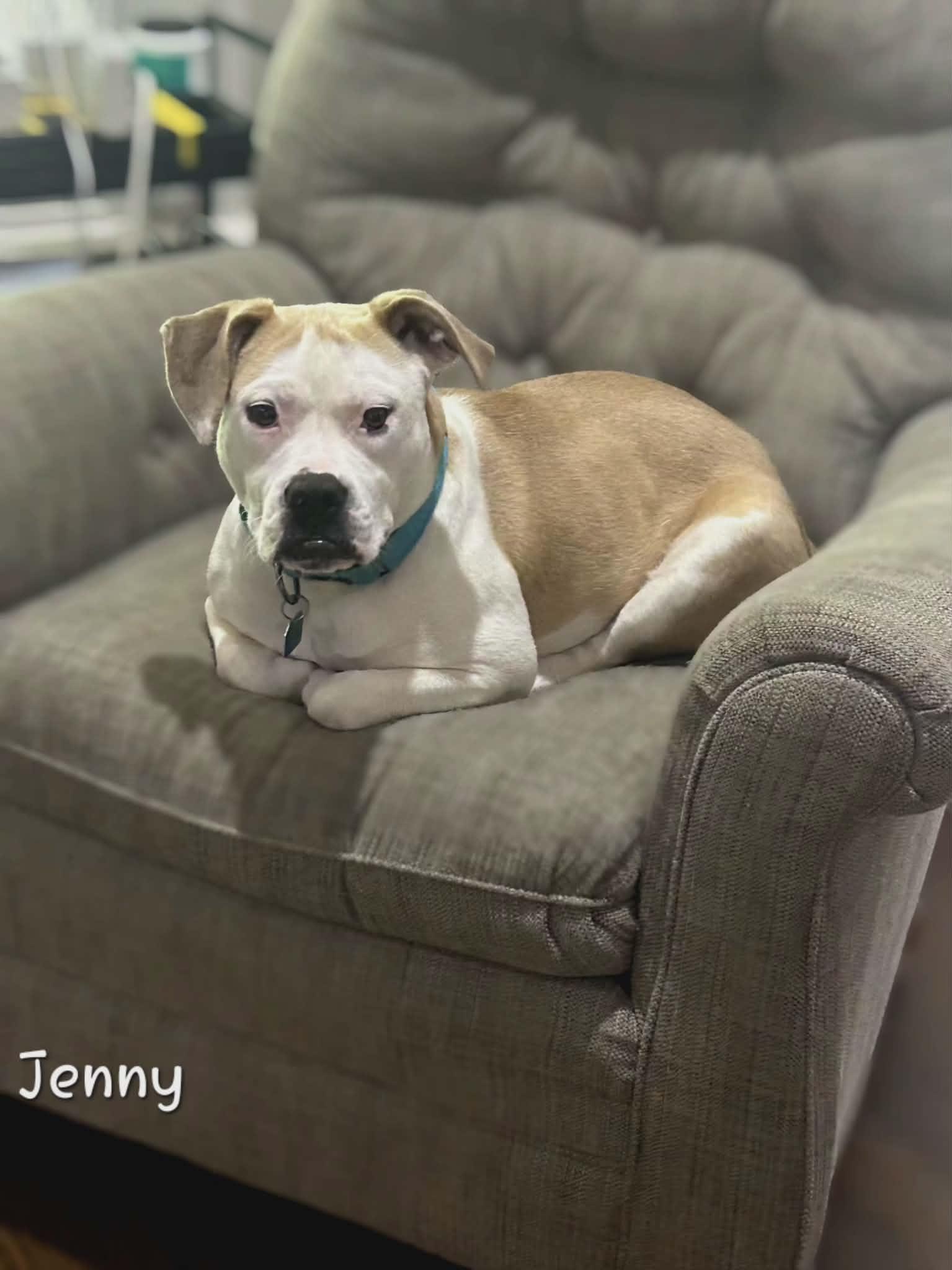 Enlarge Jenny, a Adoptable mixed breed in Bishop, GA image 3/6