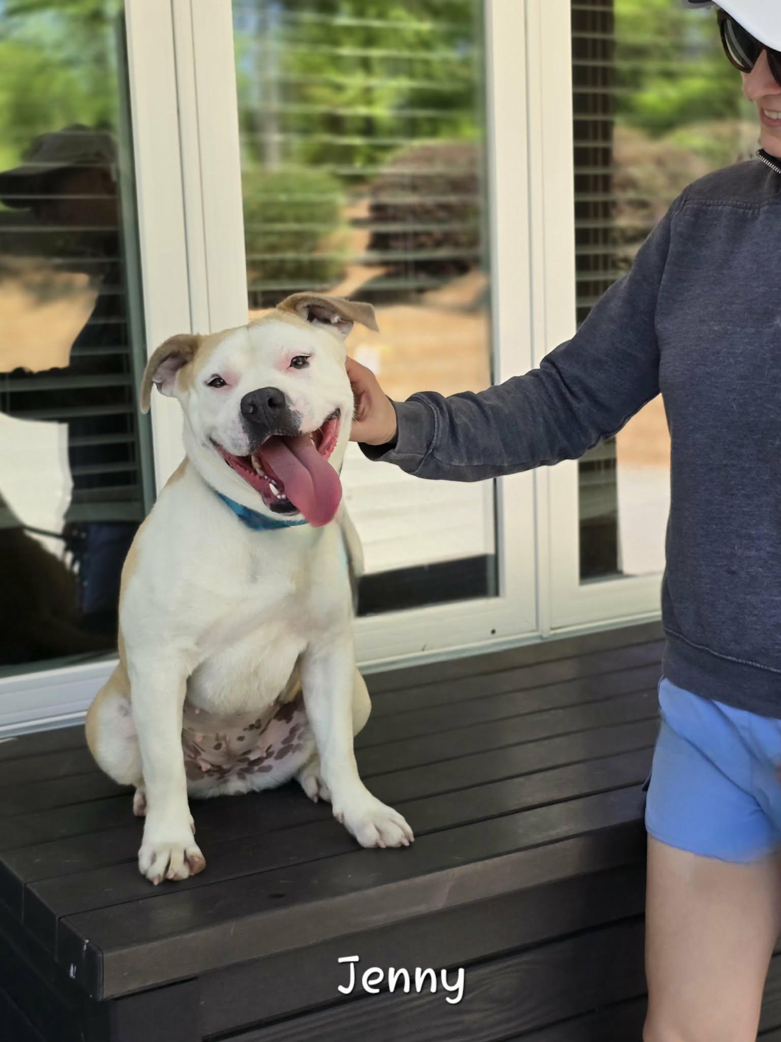 Enlarge Jenny, a Adoptable mixed breed in Bishop, GA image 2/6