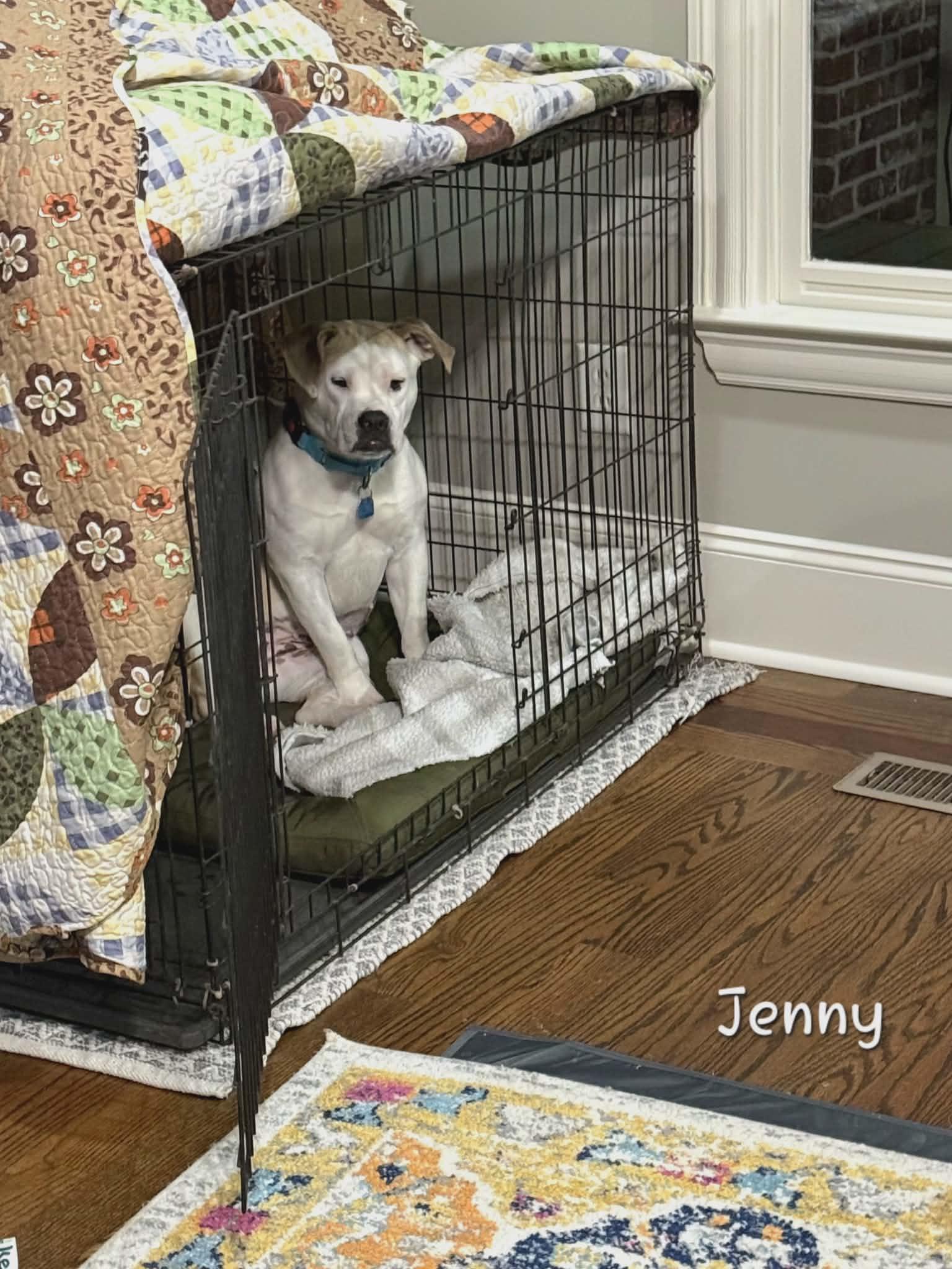 Enlarge Jenny, a Adoptable mixed breed in Bishop, GA image 6/6