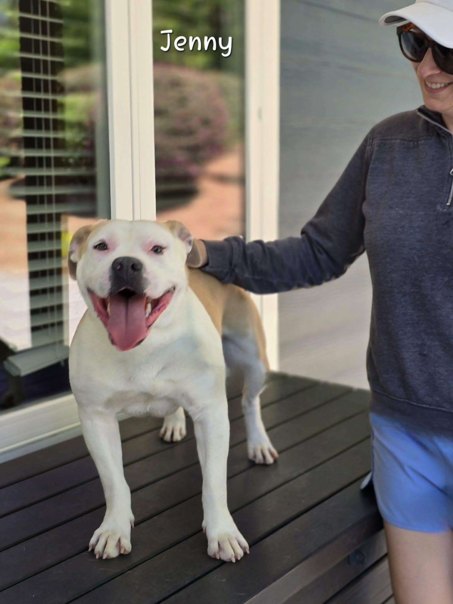 Enlarge Jenny, a Adoptable mixed breed in Bishop, GA image 6/6