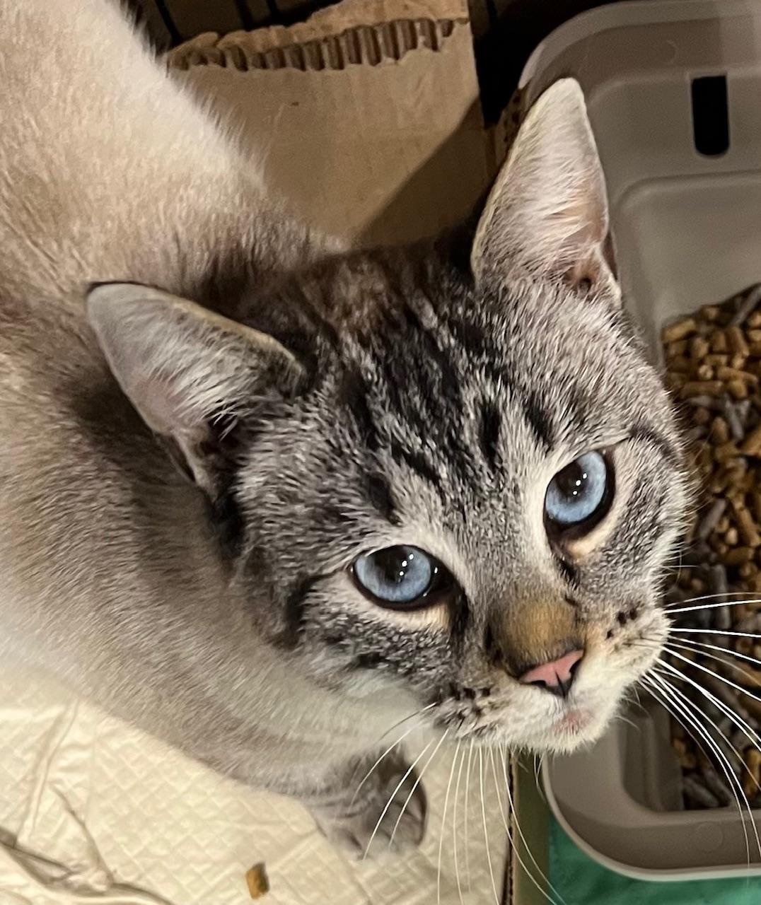 Enlarge Cupid, an adopted Domestic Short Hair in Webster City, IA image 1/1