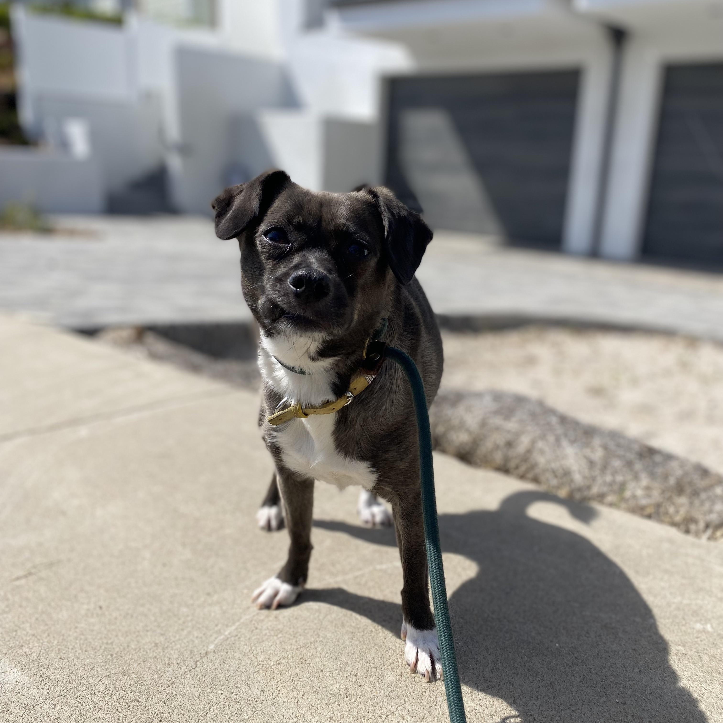 Enlarge SweetiePie, a Adopted mixed breed in San Diego, CA image 2/6