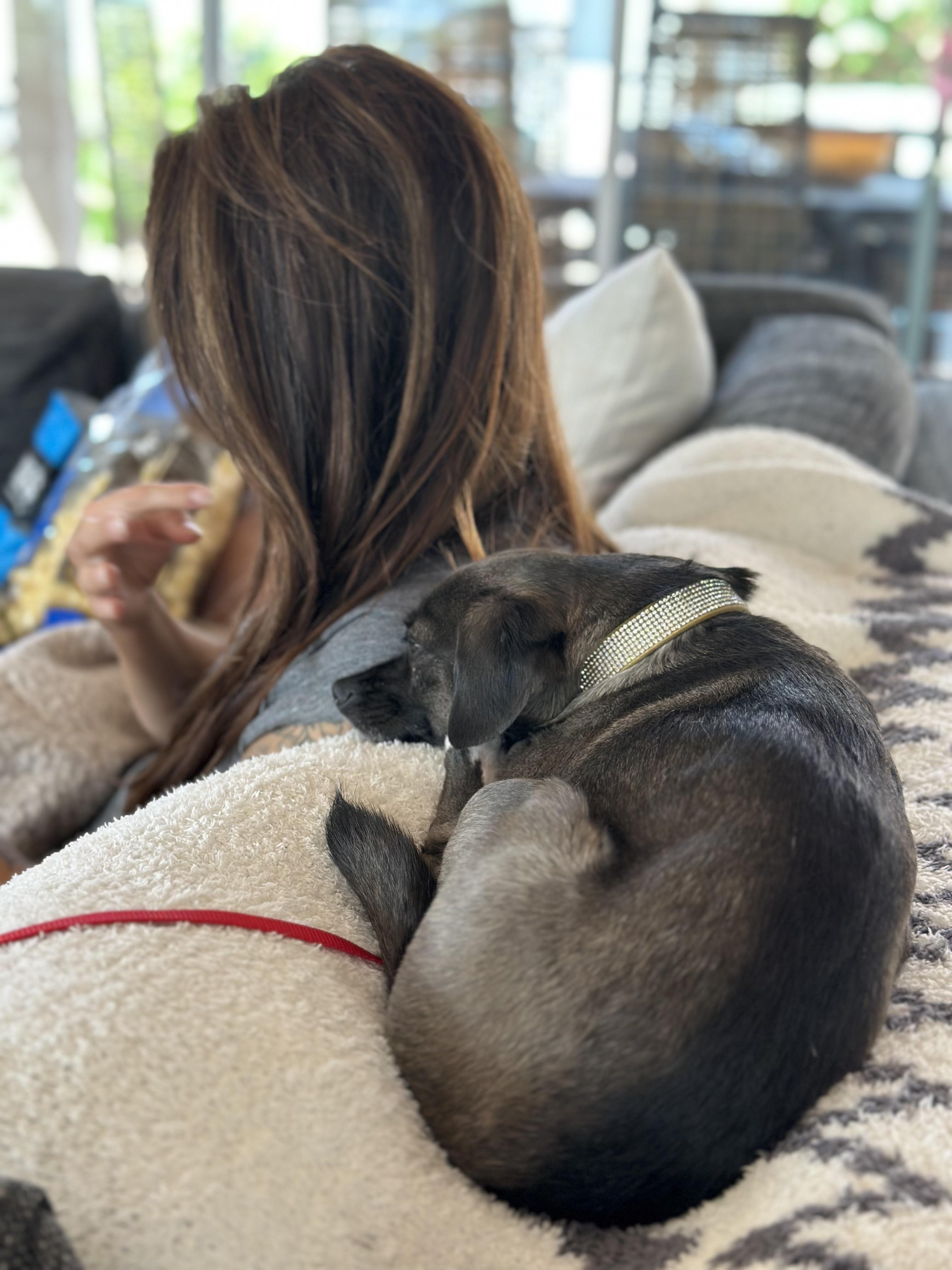 Enlarge SweetiePie, a Adopted mixed breed in San Diego, CA image 4/6