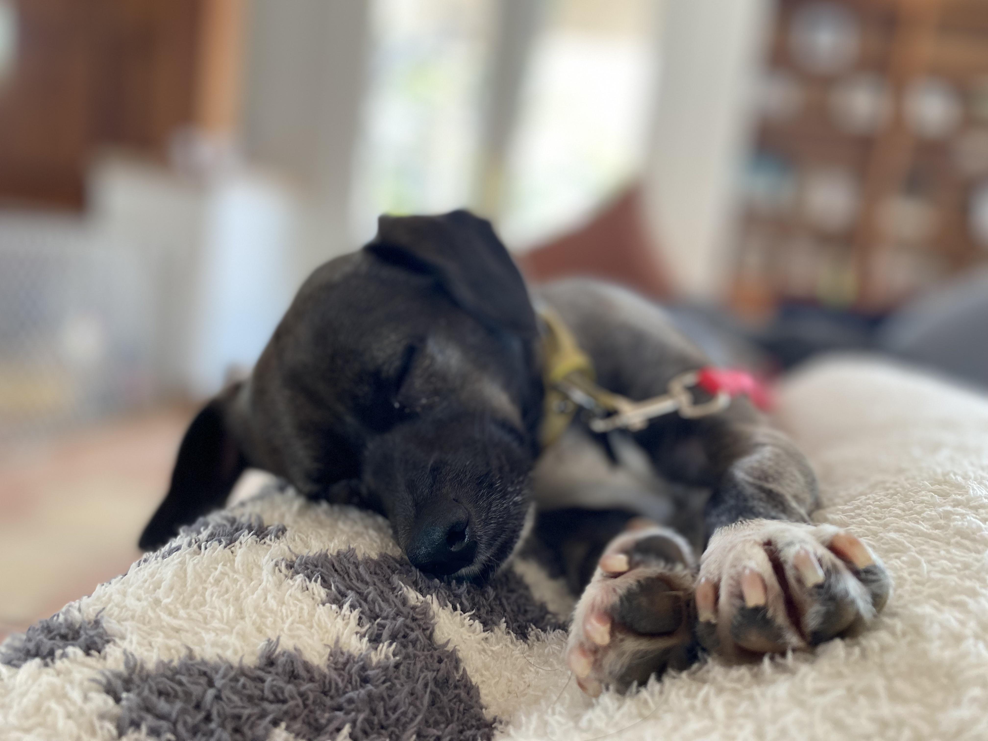 Enlarge SweetiePie, a Adopted mixed breed in San Diego, CA image 6/6