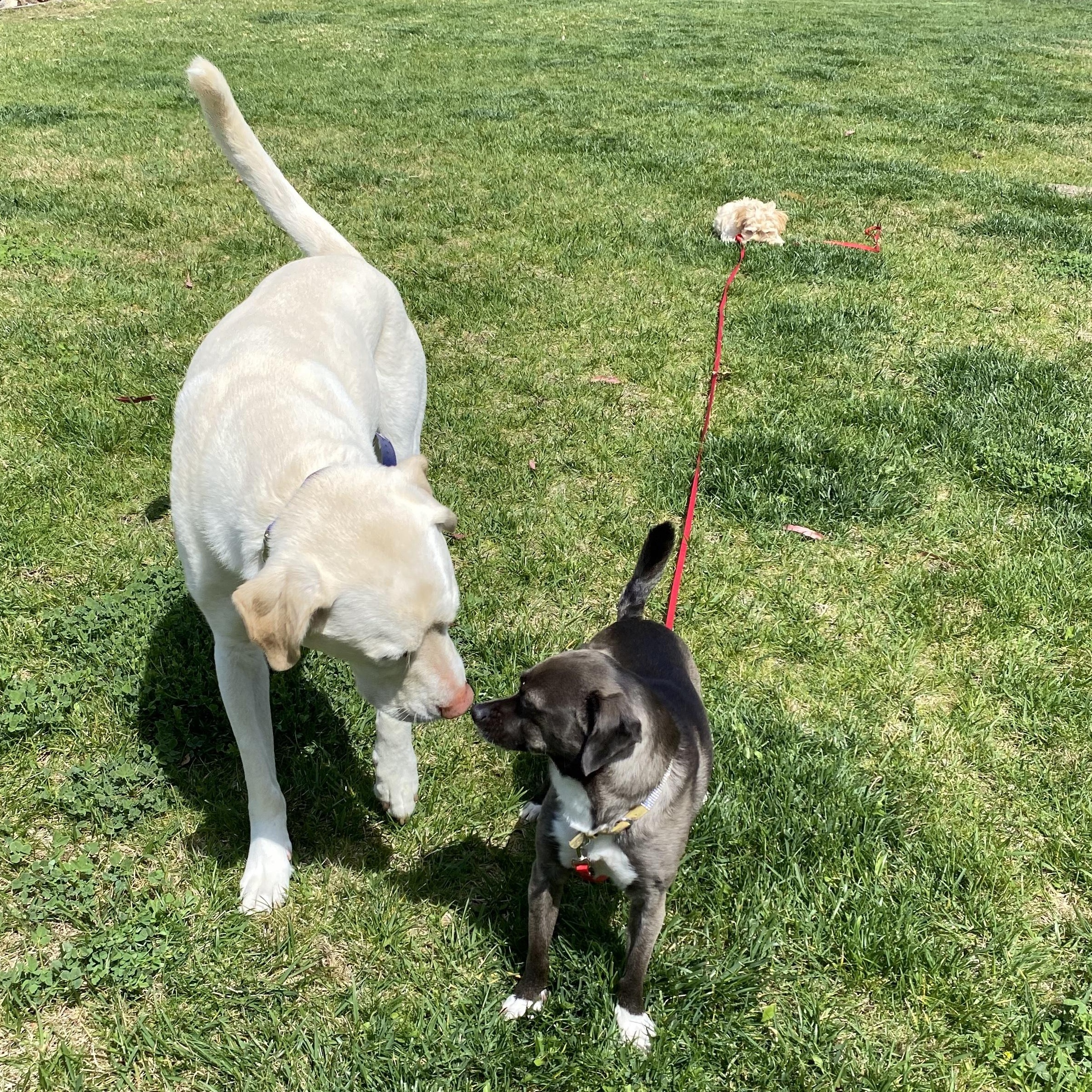Enlarge SweetiePie, a Adopted mixed breed in San Diego, CA image 3/6