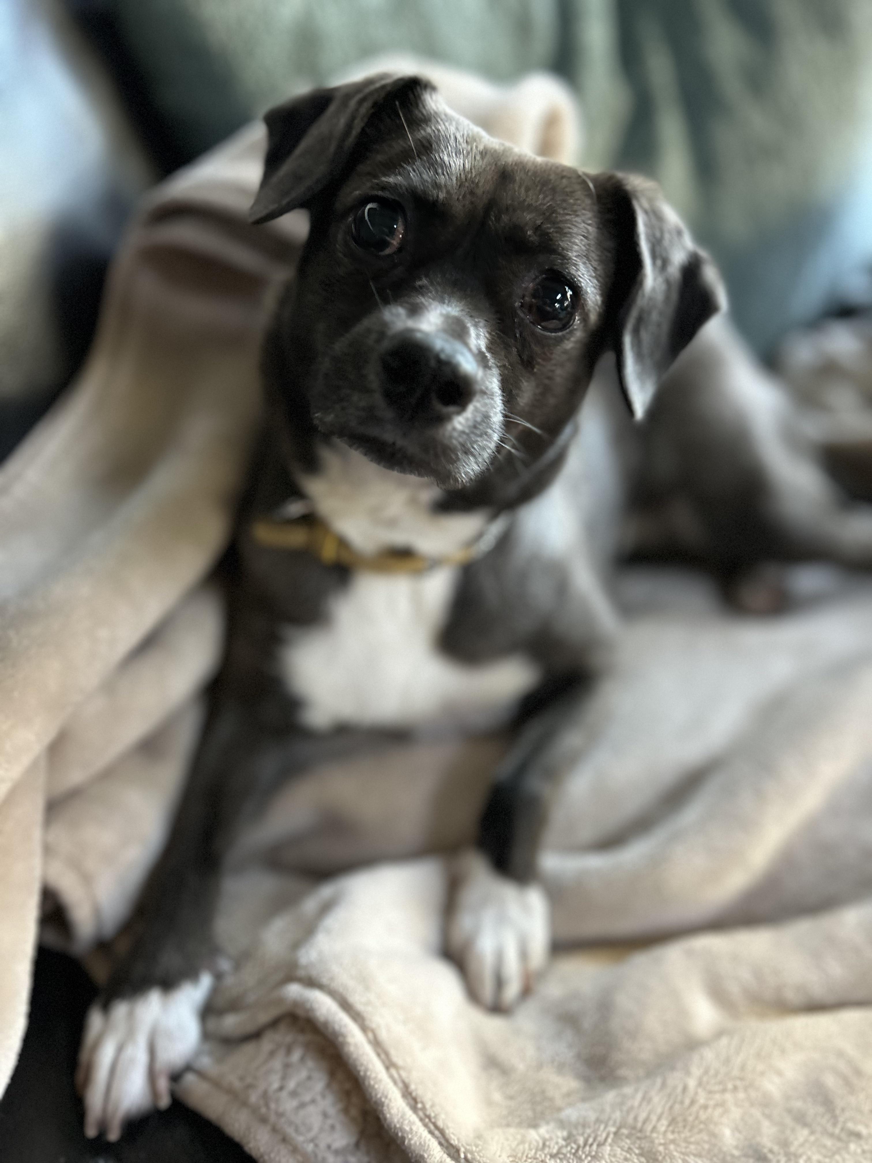 SweetiePie, Adopted, Adult Female Chihuahua.