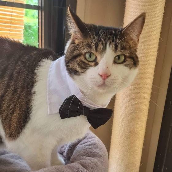 Enlarge Baxter, a ADOPTABLE American Shorthair in West newton, PA image 1/2