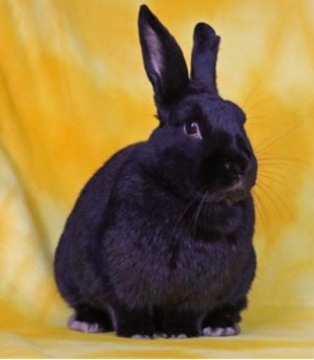 Enlarge Malone, a Adoptable Bunny Rabbit in Scotts Valley, CA image 1/1