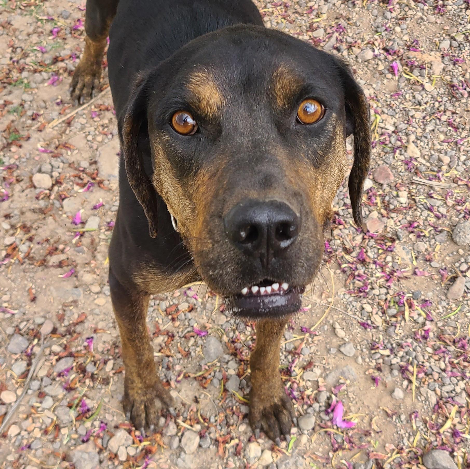 Enlarge Buck, a Adoptable Mixed Breed in ALPINE, TX image 4/6