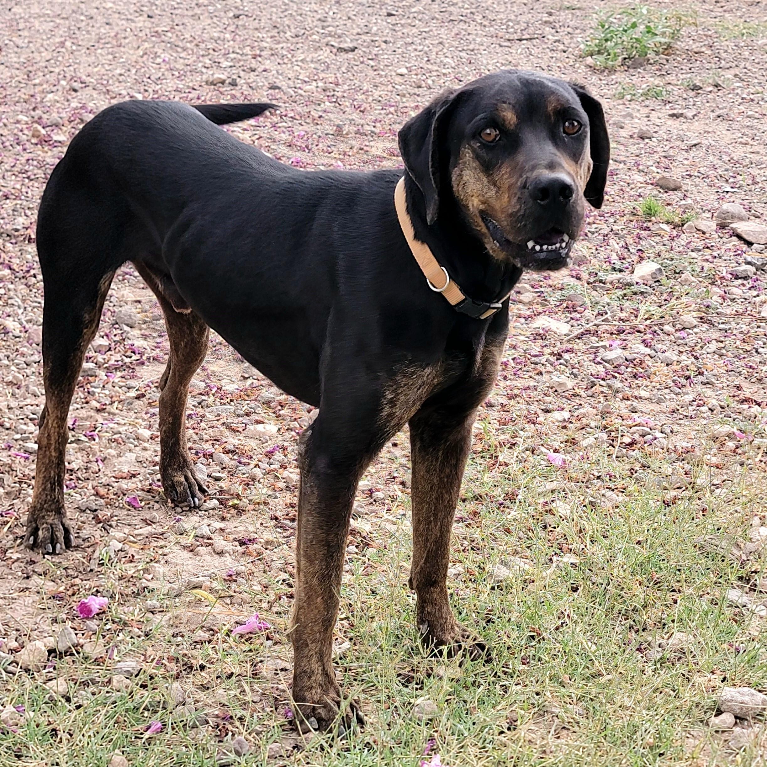 Enlarge Buck, a Adoptable Mixed Breed in ALPINE, TX image 1/6