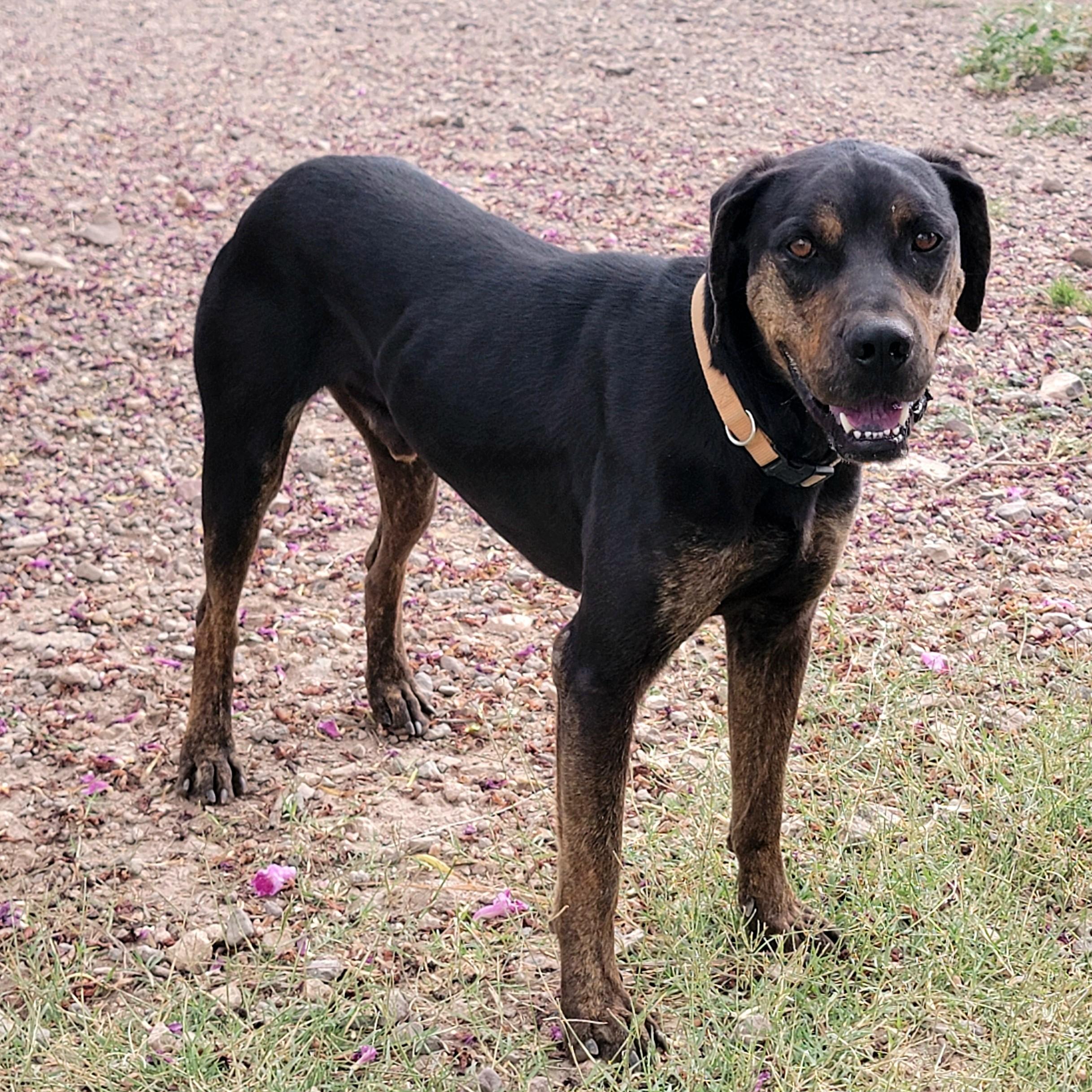 Enlarge Buck, a Adoptable Mixed Breed in ALPINE, TX image 2/6