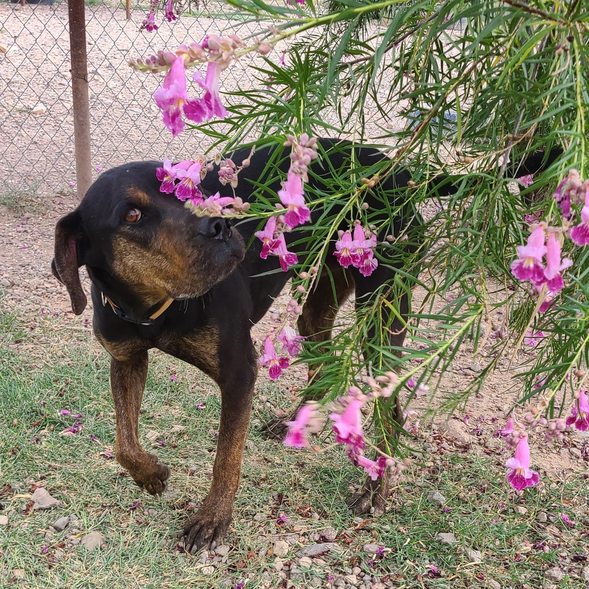 Enlarge Buck, a Adoptable Mixed Breed in ALPINE, TX image 6/6