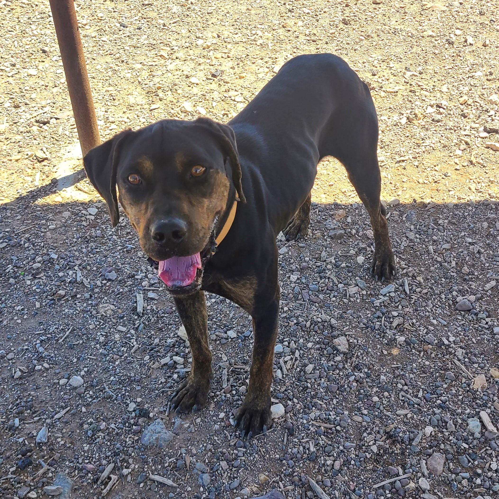 Buck, Adult Male Mixed Breed