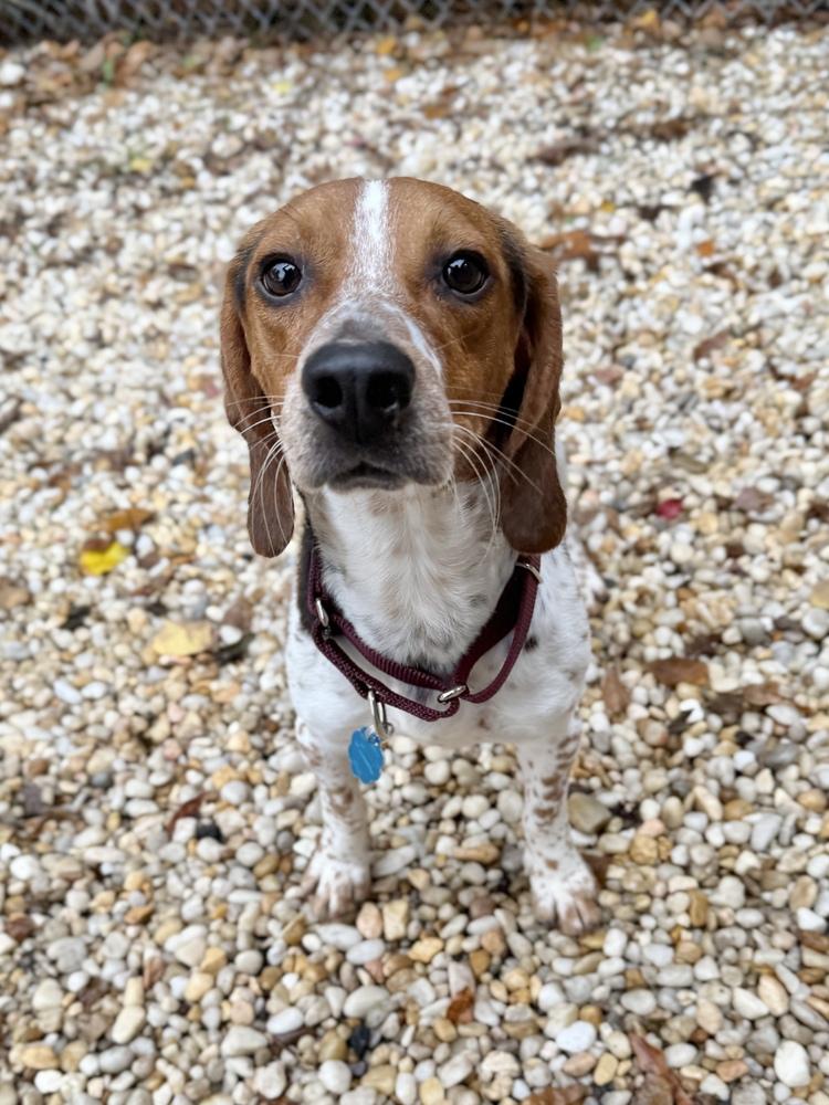 Craig, Adoptable, Adult Male Beagle.
