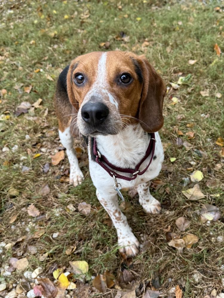 Craig, a Adoptable Beagle image 2/4