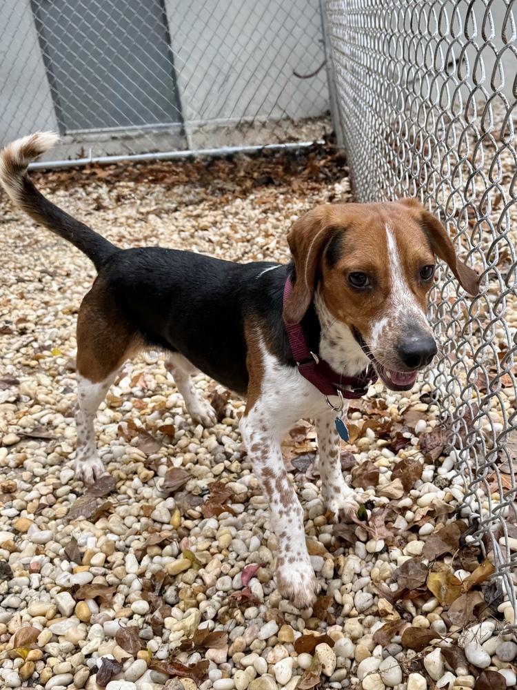 Craig, a Adoptable Beagle image 3/4