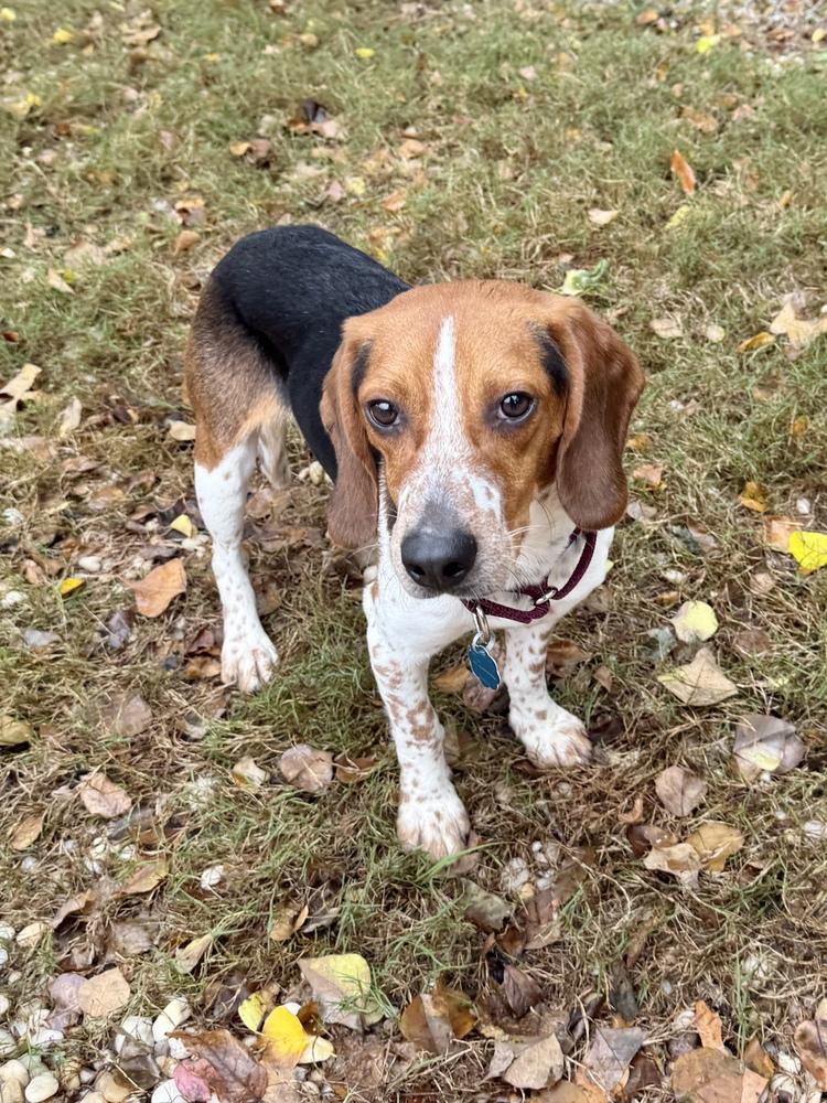 Craig, a Adoptable Beagle image 4/4