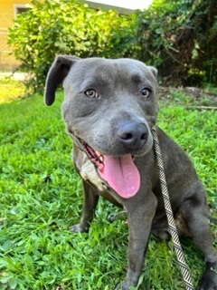 Enlarge Baloo, a Adoptable American Bully in Dawsonville, GA image 2/6