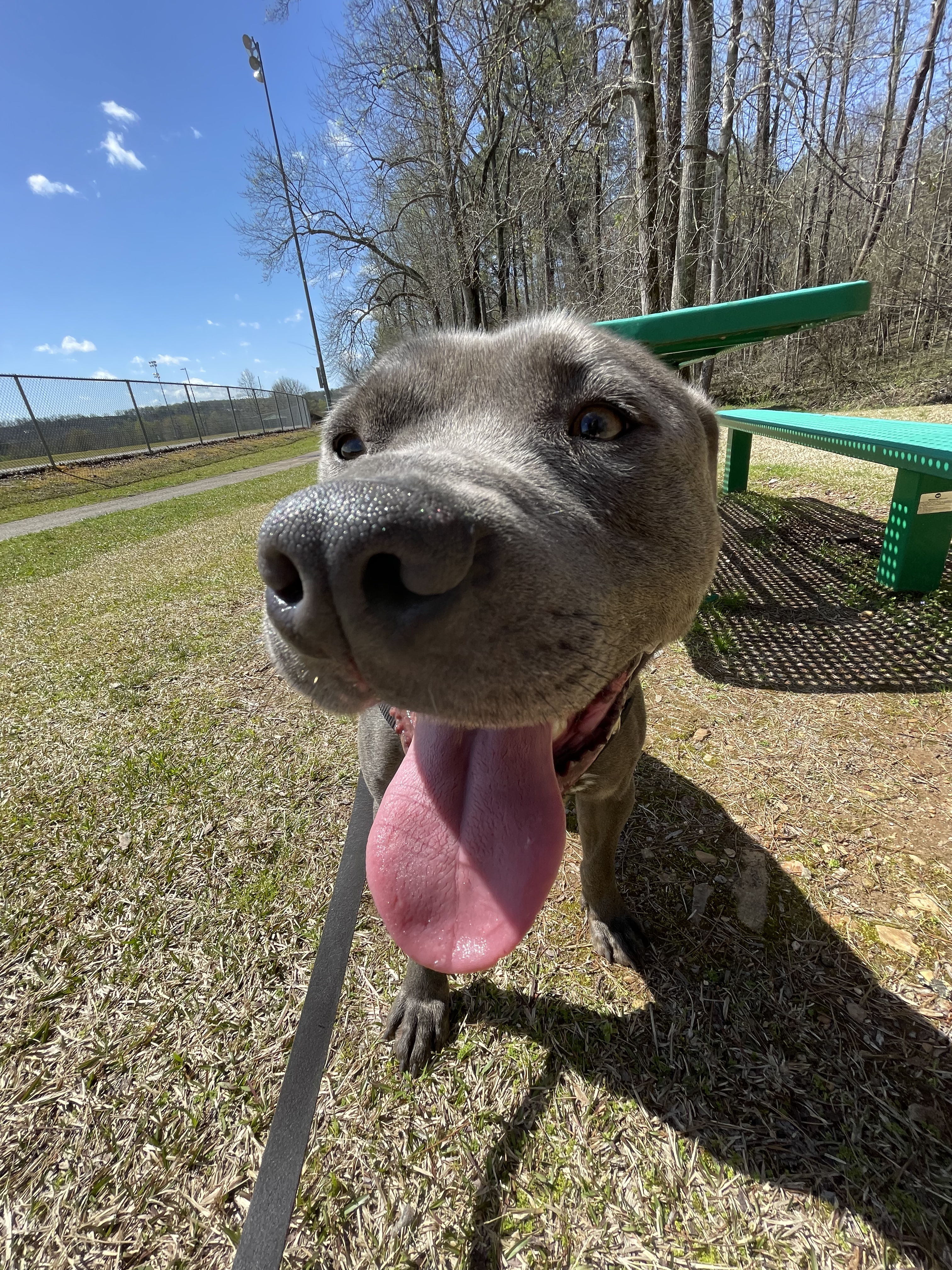 Enlarge Baloo, a Adoptable American Bully in Dawsonville, GA image 3/6