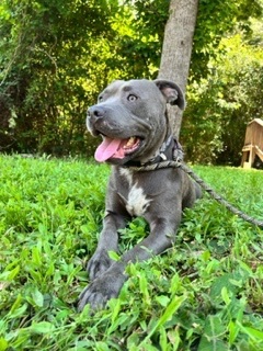 Enlarge Baloo, a Adoptable American Bully in Dawsonville, GA image 4/6