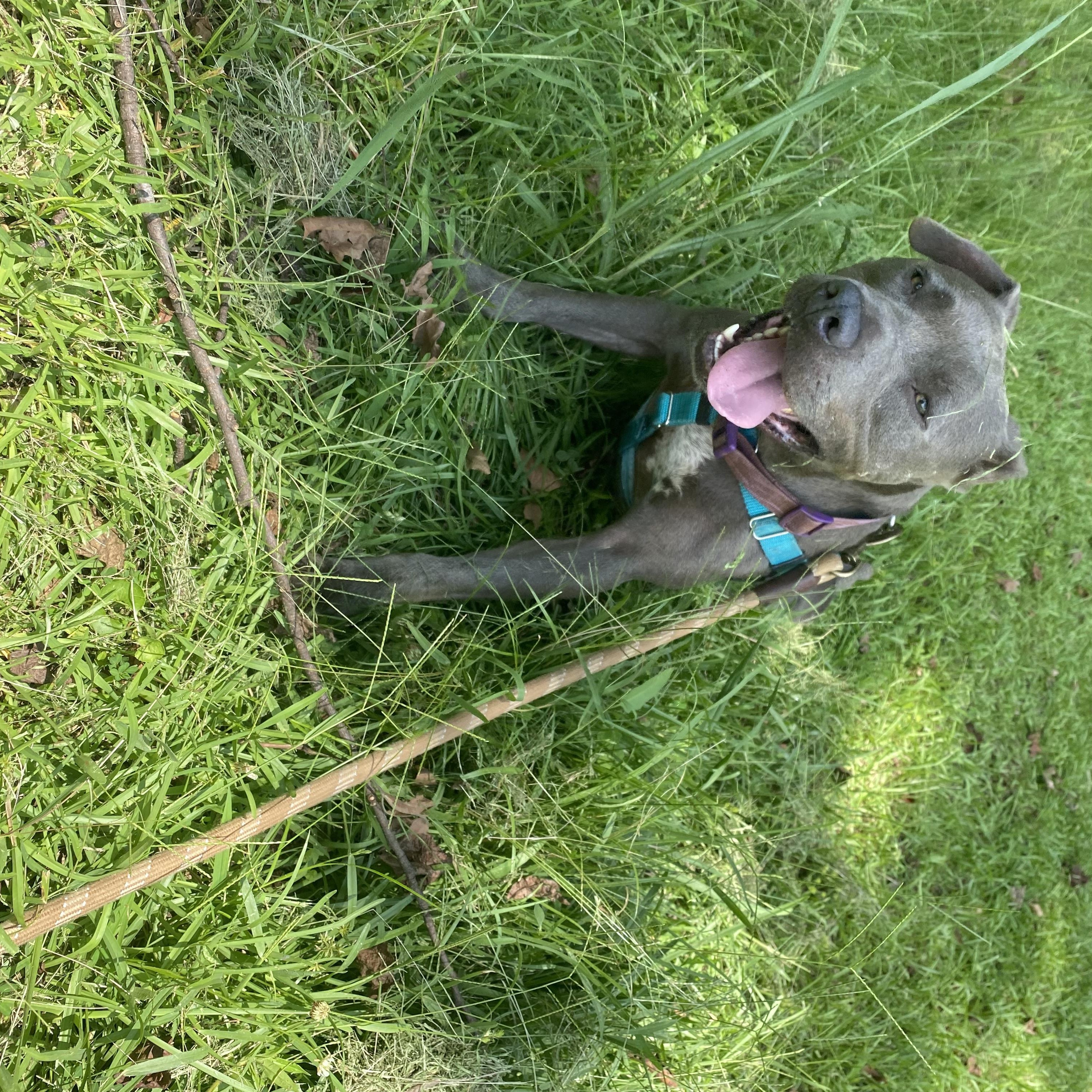 Enlarge Baloo, a Adoptable American Bully in Dawsonville, GA image 6/6