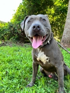 Enlarge Baloo, a Adoptable American Bully in Dawsonville, GA image 1/6